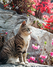 Load image into Gallery viewer, Pentax MV1 w/ 50mm f2