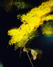 Load image into Gallery viewer, Minolta Riva Zoom 160