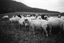 Load image into Gallery viewer, Samsung Fino 145S