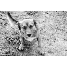 Load image into Gallery viewer, Pentax Espio 838