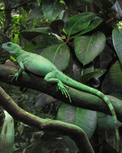 Load image into Gallery viewer, Canon PowerShot SX120IS [Digital Camera]
