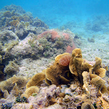 Load image into Gallery viewer, Canon Powershot D30 [waterproof digital camera]
