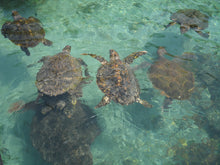 Load image into Gallery viewer, Samsung DV300F [Digital Camera]
